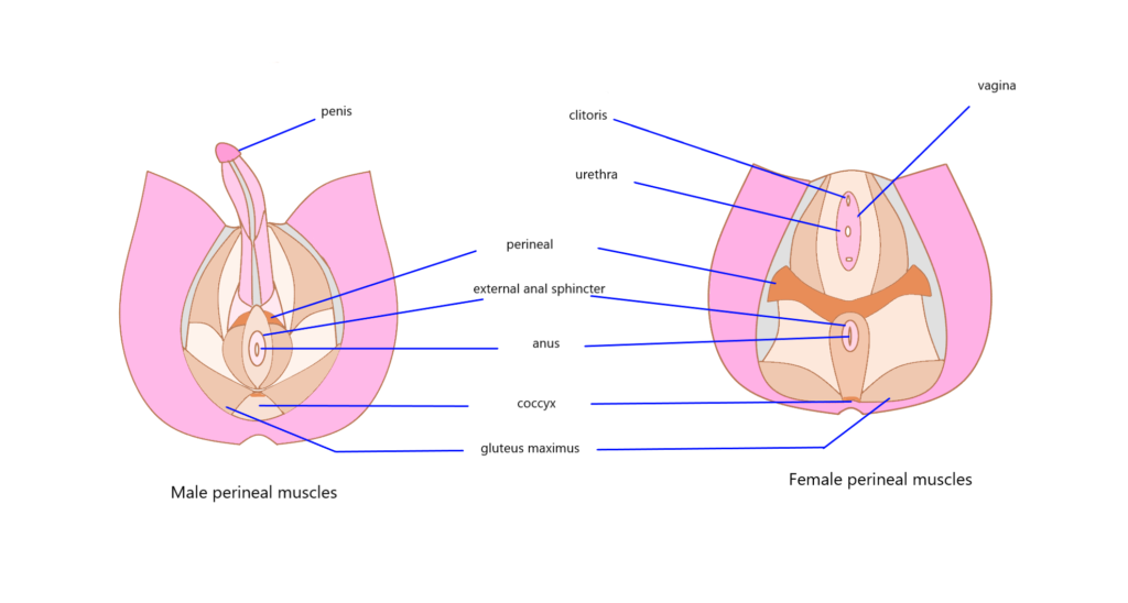 anus