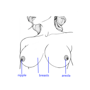 parts of breasts