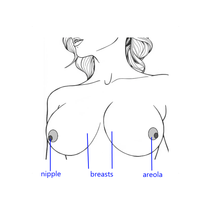 parts of breasts