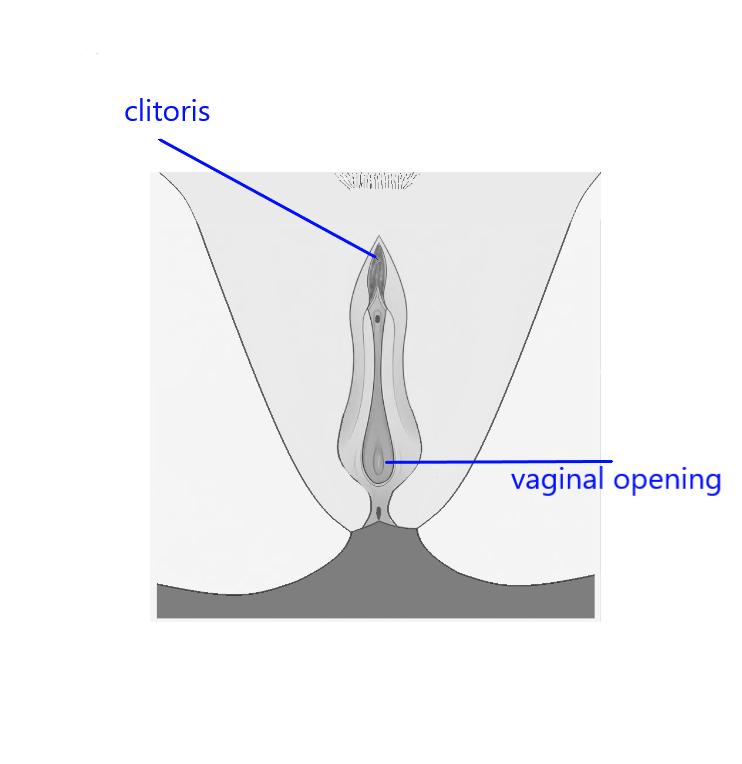 clitoris