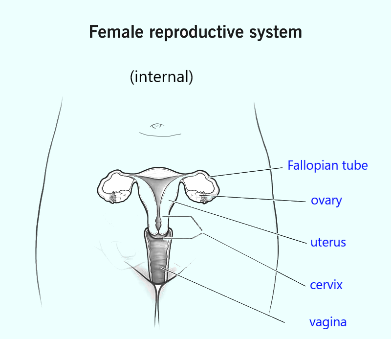 internal parts of the female reproductive system