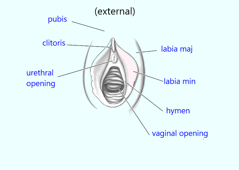 external parts of the female reproductive system