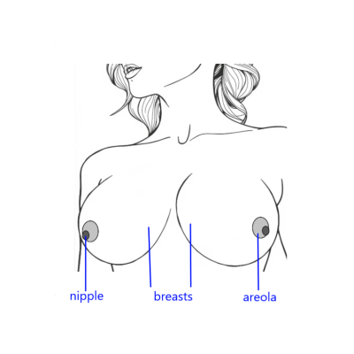 parts of breasts