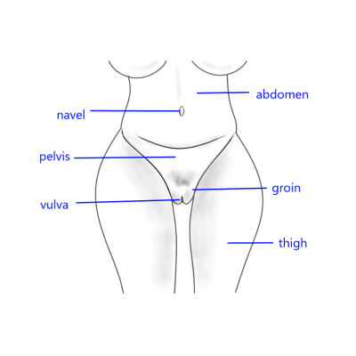 female middle body parts