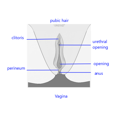 parts of female vagina